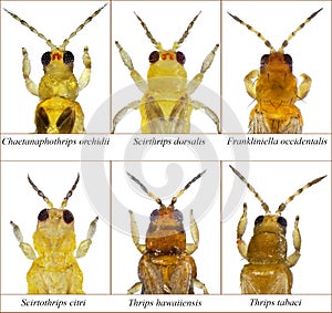 Thrips isolated on a white photo