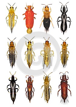 Thrips are minute, slender insect pests of fruit trees photo