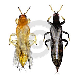 Thrips are minute, slender insect pests of fruit trees. Frankliniella occidentalis and Gynaikothrips ficorum photo