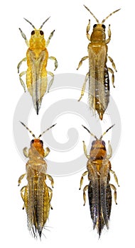 Thrips are minute, slender insect pests of fruit trees photo