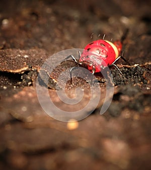 Thrips order Thysanoptera macro close up photo photo