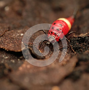 Thrips order Thysanoptera macro close up photo photo