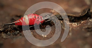 Thrips order Thysanoptera macro close up photo photo