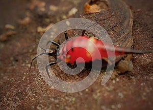 Thrips order Thysanoptera macro close up photo photo