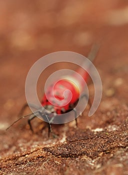 Thrips order Thysanoptera macro close up photo photo