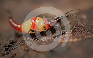Thrips order Thysanoptera macro close up photo photo