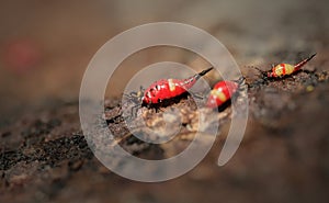 Thrips order Thysanoptera macro close up photo photo