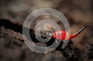 Thrips order Thysanoptera macro close up photo photo