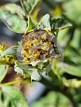 thrips pest animal detroy white rose flower in botany garden damage soft petals to dry