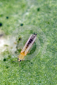 Thrips tabaci order Thysanoptera on damaged plant