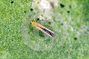 Thrips tabaci order Thysanoptera on damaged plant