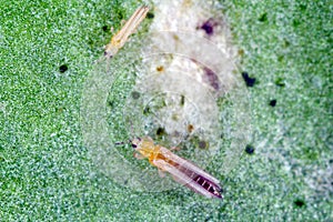 Thrips tabaci order Thysanoptera on damaged plant