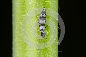 Thrips Thysanoptera Aeolothrips: Aeolothripidae. Its predatory insect hunting for other.