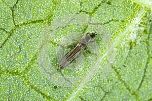Thrips Thysanoptera on a leaf of bean