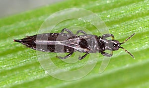 Thrips Thysanoptera on a leaf of cereals