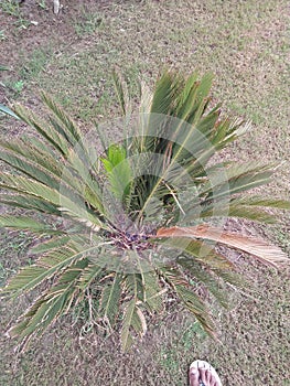 DYPSIS LUTESCENS photo