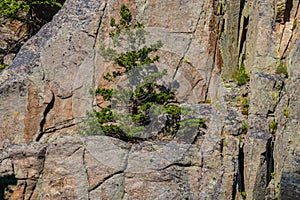 A lone tree grows on a rocky cliff