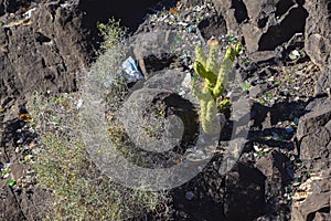 Thriving in Adversity: Eve's Pin Cactus Amidst Rocks and Wreckage