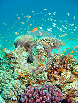 Prosperující korál útes 