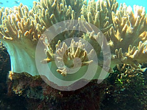 Thriving  coral reef alive with marine life and shoals of fish