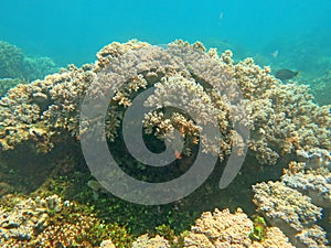 Thriving  coral reef alive with marine life and shoals of fish