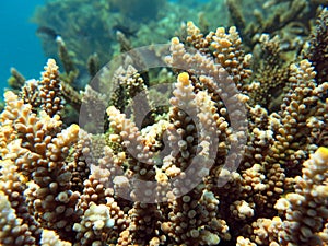 Thriving  coral reef alive with marine life and shoals of fish