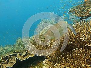 Thriving  coral reef alive with marine life and shoals of fish