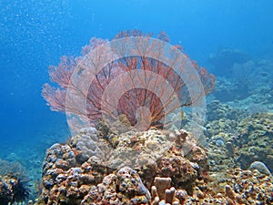 Thriving coral reef alive with marine life and shoals of fish, Bali