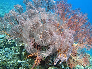 Thriving coral reef alive with marine life and shoals of fish, Bali