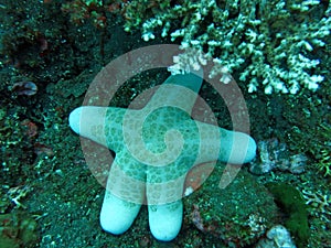 Thriving  coral reef alive with marine life and shoals of fish, Bali