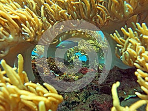 Thriving  coral reef alive with marine life and shoals of fish, Bali