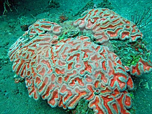 Thriving  coral reef alive with marine life and shoals of fish