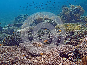 Thriving  coral reef alive with marine life and shoals of fish