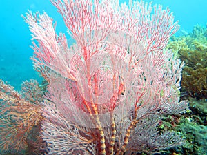 Thriving  coral reef alive with marine life and shoals of fish