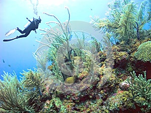 A Thriving Coral Reef off the Island of Utila, Honduras