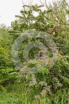 Crataegus monogyna and Crataegus laevigata stand against each other and seem to be a single tree