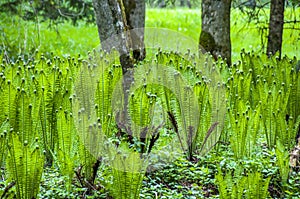 Thriving Fern in Springtime photo