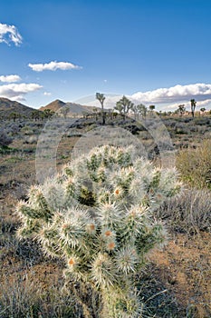 Thriving Joshua tree plant in the desert grassland at Joshua Tree National Park