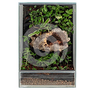 Thriving Mini Ecosystem with Lush Foliage and Driftwood in a Glass Terrarium