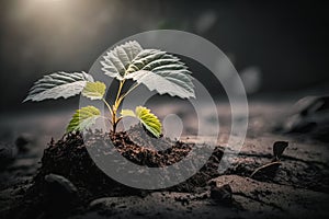 Thriving in Nature: A Close-up of a Plant Growing Outdoors in Soil