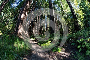 Thriving Redwood Forest in Northern California