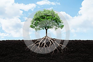 Thriving tree with deep roots