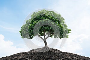 Thriving tree with expansive roots and lush foliage