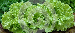 Thriving vibrant leafy lettuce in a lush greenhouse environment, flourishing and verdant