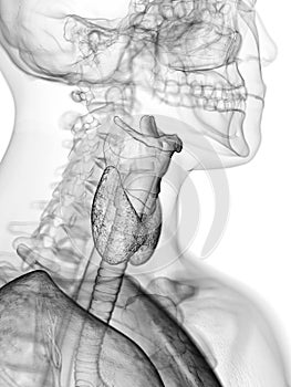 The throat anatomy