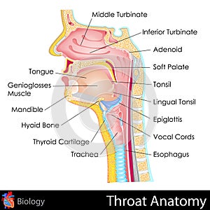 Throat Anatomy photo