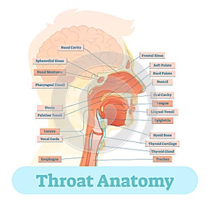 Throat anatomy vector illustration diagram.