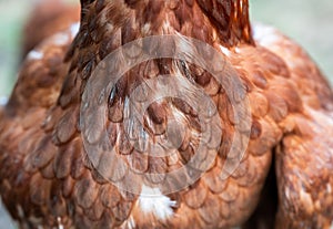 Throat with feather brown layer chicken