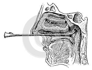 Throat opening of the Eustachian trumpet.