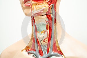 The throat, pharynx and larynx model anatomy for medical training course, teaching medicine education